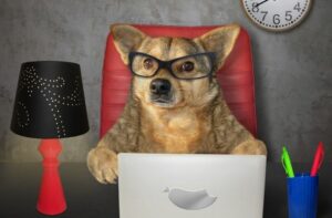Nährstoffe für den Hund