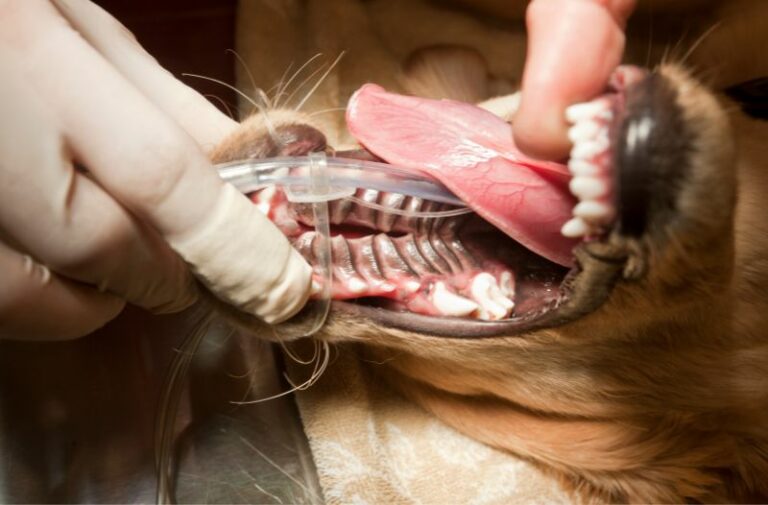 Mehr über den Artikel erfahren Gaumenspalte beim Hund – Diagnose, Behandlung & was man bei der Ernährung beachten muss