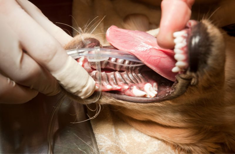 Read more about the article Gaumenspalte beim Hund – Diagnose, Behandlung & was man bei der Ernährung beachten muss