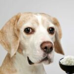 7 Gründe, warum Reis die perfekte Zutat im Hundefutter ist