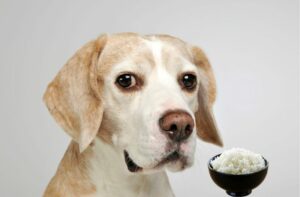 Reis gut für Hunde