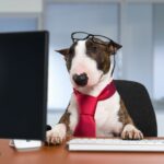 Hund füttern während der Arbeitszeit – wie mache ich das, wenn ich ihn mit im Büro habe?