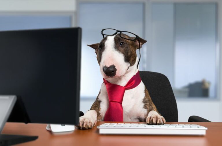 Mehr über den Artikel erfahren Hund füttern während der Arbeitszeit – wie mache ich das, wenn ich ihn mit im Büro habe?