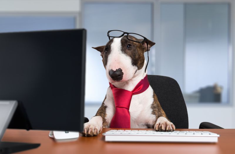 Read more about the article Hund füttern während der Arbeitszeit – wie mache ich das, wenn ich ihn mit im Büro habe?