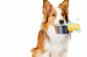 Futterplatz Hund Wohnung