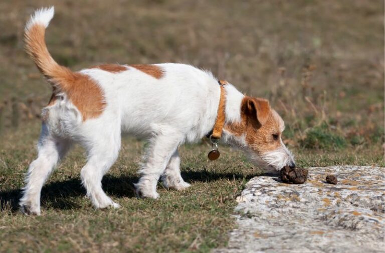 Mehr über den Artikel erfahren Warum verspeisen Hunde ihr eigenes Erbrochenes oder ihren Kot?!