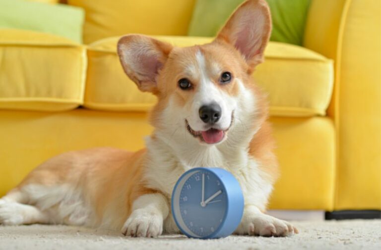 Mehr über den Artikel erfahren Stimmt es, dass man Hunde nach 17 Uhr nicht mehr füttern soll? Das ist dran