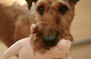 Scheinträchtigkeit Hund