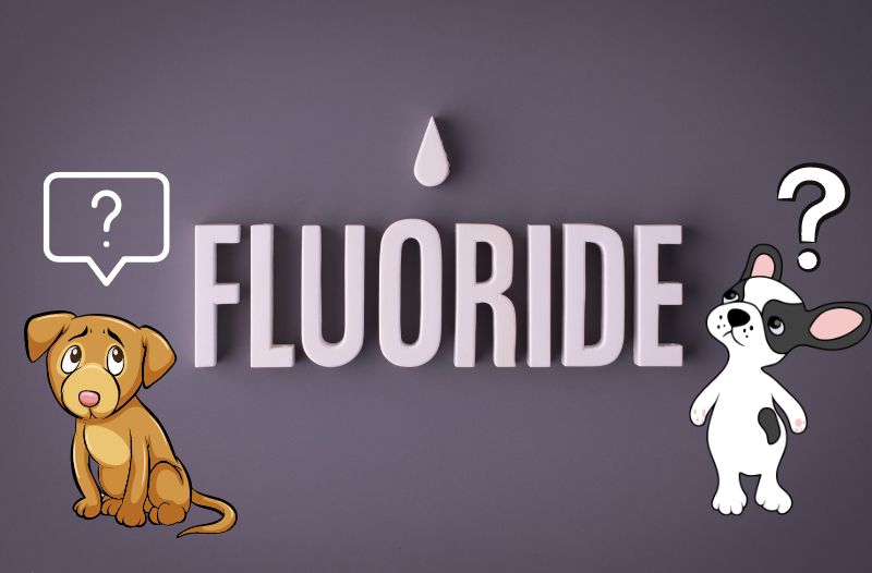 You are currently viewing Ist Fluorid für meinen Hund giftig?