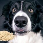 Welche Reissorten sind als Zutat im Hundefutter geeignet?