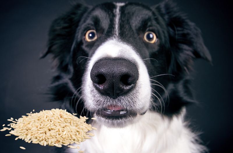 You are currently viewing Welche Reissorten sind als Zutat im Hundefutter geeignet?
