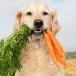 Trockenobst und Trockengemüse für den Hund – ist das gesund?