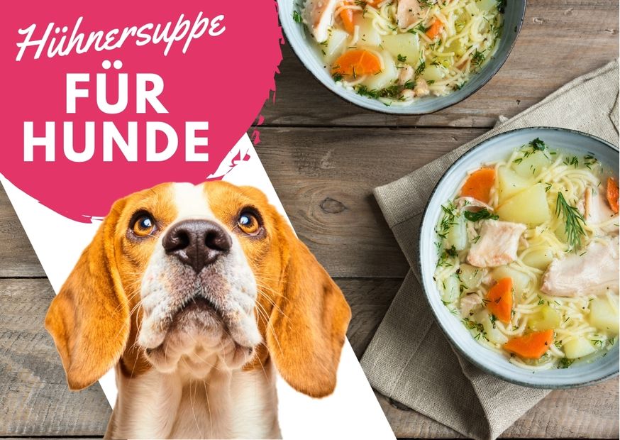 You are currently viewing Hühnerbrühe für Hunde – 10 Anwendungsgebiete für Soforthilfe [+ Rezept]